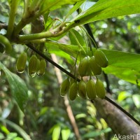 Psychotria josephi (Kuntze) Kottaim.